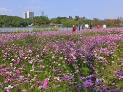 -海珠湖公园