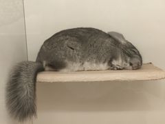 -龙猫仔乐园(惠福东路店)