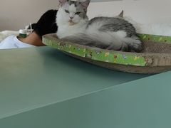 -怪兽屋·羊驼·猫咖·狗咖(俊华广场店)