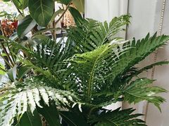 -花心思鲜花店(武昌徐东店)