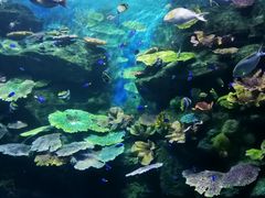 -暹罗海洋世界