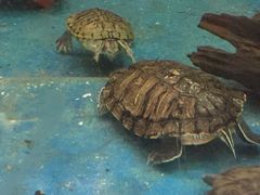 -上海大自然野生昆虫馆