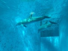 -海合安成都极地海洋公园