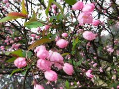 -铁山坪森林公园