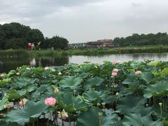 -荷塘月色湿地公园·向阳花洲