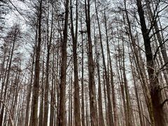 -鼎湖山风景区
