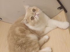 -飞行喵MR PILOT|猫舍·猫咖(静安大融城店)
