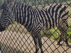 -宿豫区运河湾森林动物园