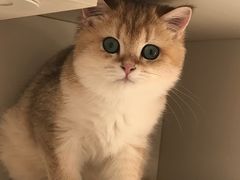 -东方名猫馆·英短金渐层布偶猫舍(环线广场1号楼店)