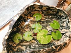 小锦鲤-小豆海棠(人民南路店)