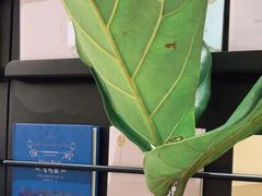 -茶颜悦色(金茂览秀城LG层外街店)