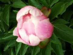 android_upload_pic-洛阳郁金香牡丹园