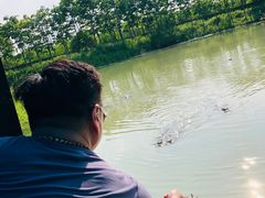 -中国扬子鳄村