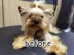 -小尾巴宠物店(万科·金域华庭店)