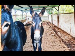 -元鼎宝驴香·全驴宴(江宁店)