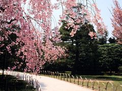 -天适樱花悠乐园