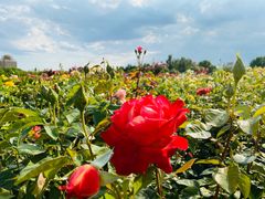 -廊坊文化艺术中心