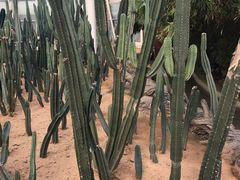 -泰山花样年华景区