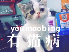 -喵店&猫咖