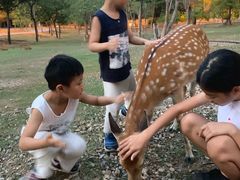 -清迈夜间动物园