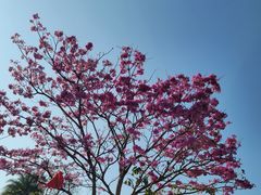 -白石龙音乐公园