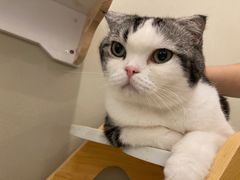 -猫域·湾主题猫咖·宠物吧(南坪城市广场店)