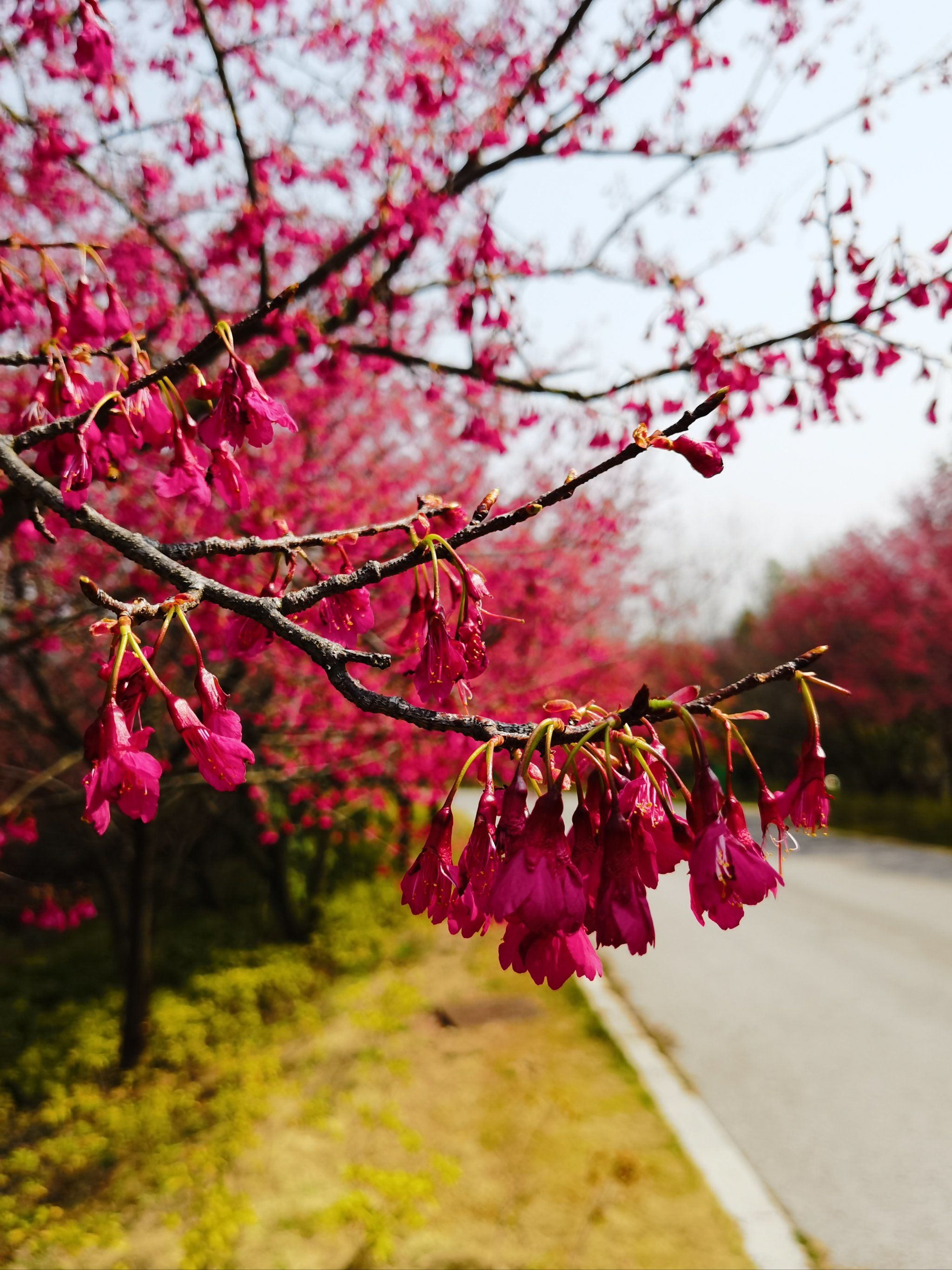 火红的寒绯樱第一次见识