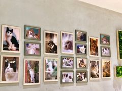 -藏猫猫咖啡主题馆(中央大道店)