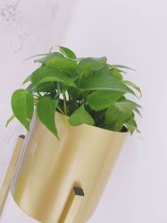 -MIVI野生眉纹绣纹眉