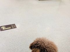 -美联众合爱康动物医院•复杂内科•肿瘤科•牙科•腔镜诊疗中心
