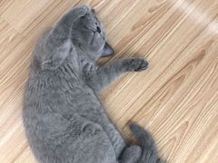 -喵zoo家庭繁育猫舍(尖东智能花园店)