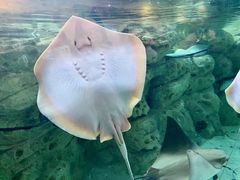 -珠海长隆海洋王国