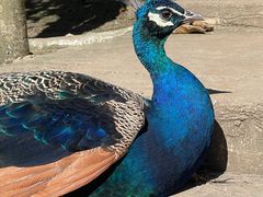 -哈尔滨北方森林动物园