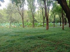 -洛阳市隋唐城遗址植物园
