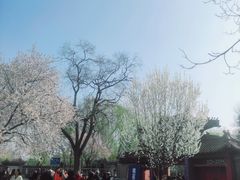 -桃花堤公园