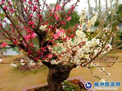 -炎帝陵景区