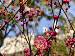 -芜湖方特东方神画