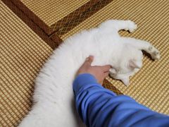-泰国佛·塔罗·泰牌狐仙古曼