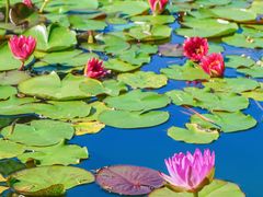 -国家植物园南园