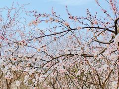 -桃花堤公园