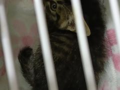 -瑞派长江宠物医院·猫科·外科·24小时夜护(谊城公寓分院)
