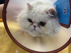 -宠颐生动物医院·心脏科·保险定点(锦阳分院)