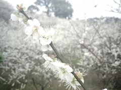 -广州市流溪河国家森林公园