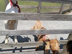 -前小桔亲子创意农场·草莓采摘·露营烧烤