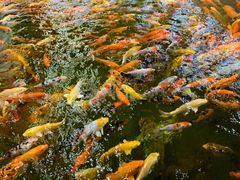 -龙悦湾酒家·八阵鱼生·渔人码头店