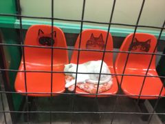 -猫咪博物馆(顶澳仔猫街店)