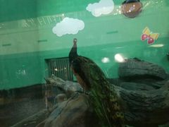 -绍兴梦享海洋公园