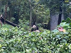 -都江堰中华大熊猫苑
