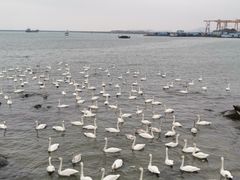 -烟墩角天鹅湖