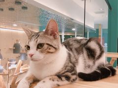 -飞行喵MR PILOT|猫舍·猫咖(静安大融城店)